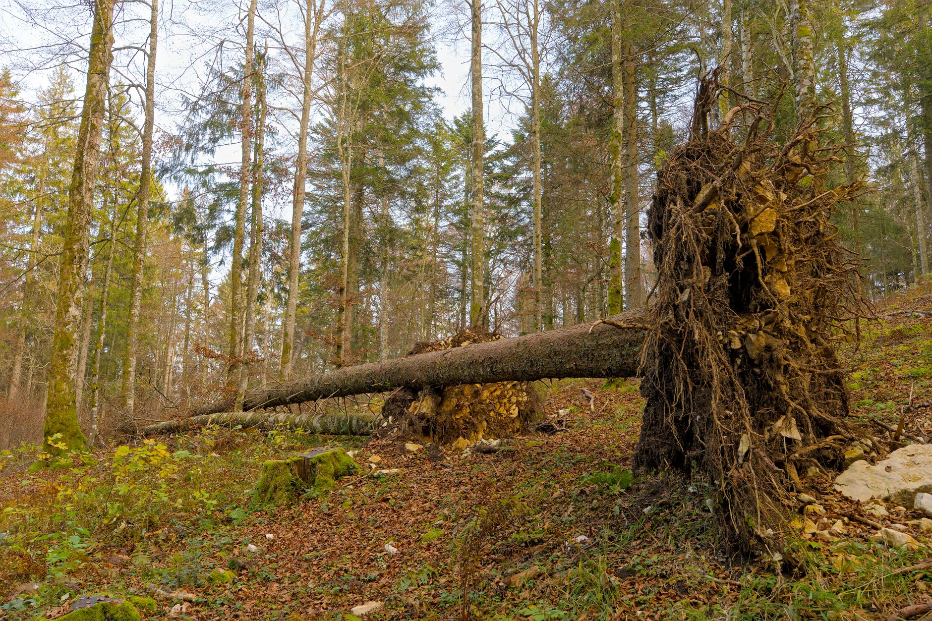 Enlèvement arbre urgence équipe à Poitiers
